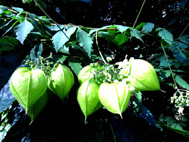 Balloon Vine (Cardiospermum grandiflorum)