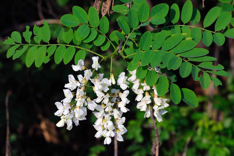 Black Locust (Robinia pseudoacacia)