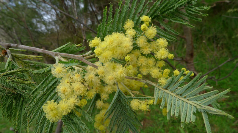 Black Wattle (Acacia mearnsii)