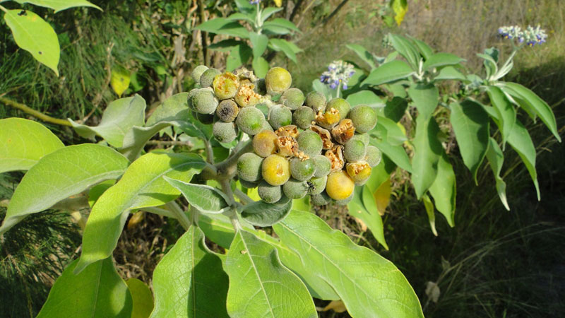 Bugweed (Solanum mauritianum)