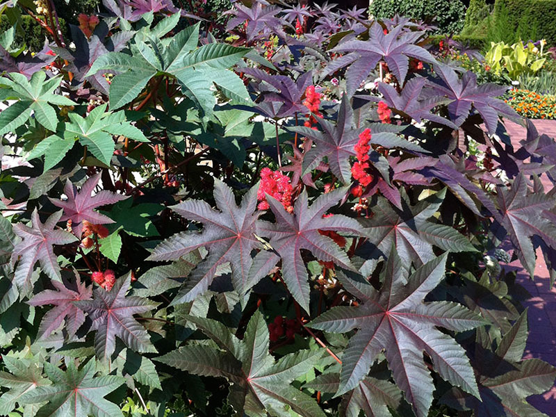 Castor-oil Plant (Ricinus communis)