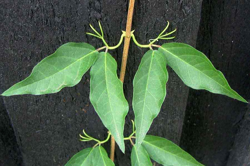 Cat's Claw Creeper (Dolichandra unguis-cati)