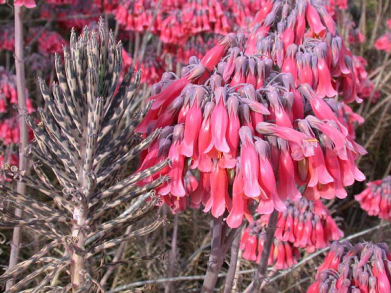 Chandelier Plant