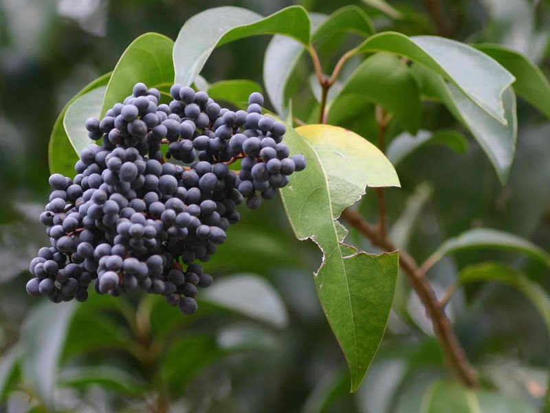 Chinese Wax-leaved Privet (Ligustrum lucidum)