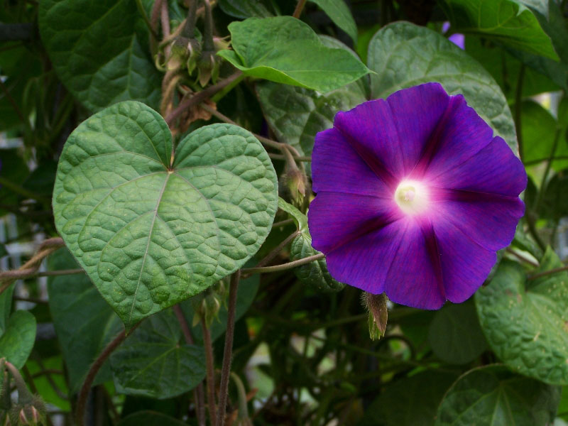 Common Morning Glory (Ipomoea purpurea)