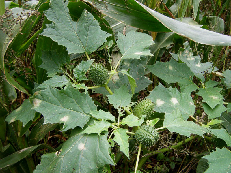 Common Thorn Apple (Datura stramonium)