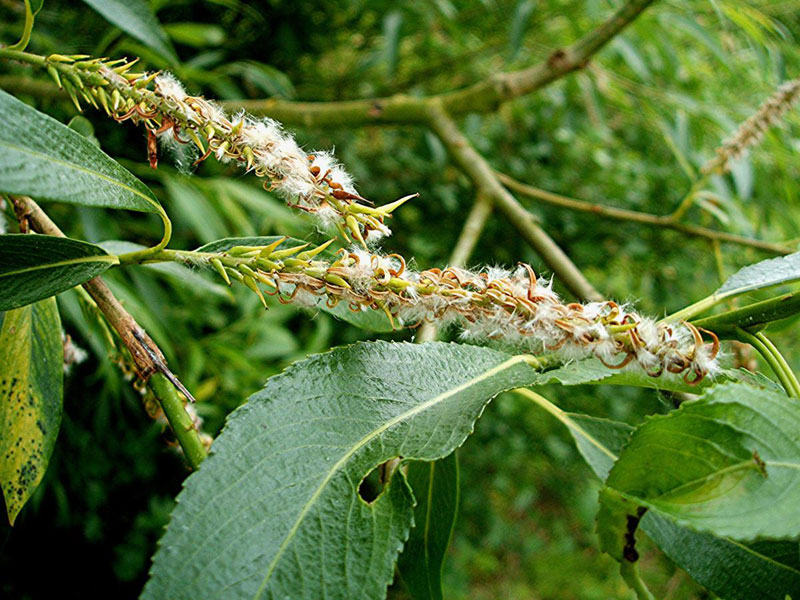 Crack Willow