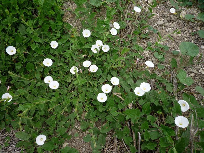 Field Bindweed (Convolvulus arvensis)