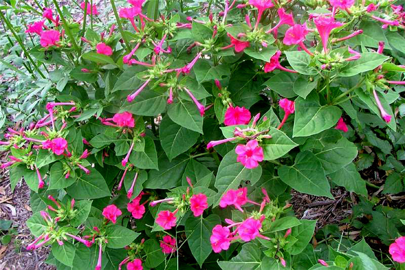 Four o’ Clock (Mirabilis jalapa)