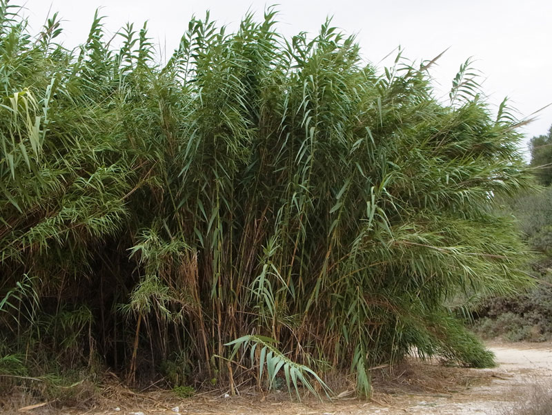 Giant Reed (Arundo donax)