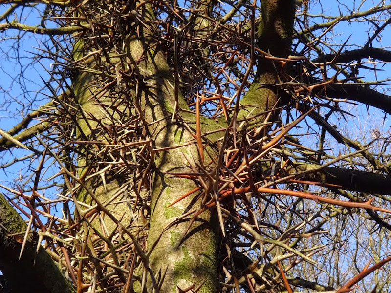 Honey Locust (Gleditsia triacanthos)