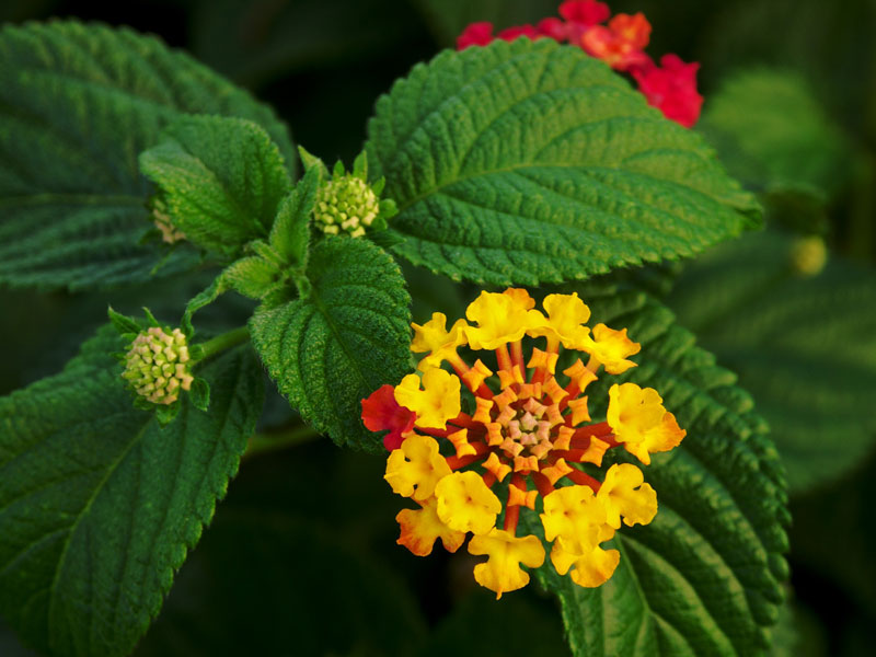 Lantana (Lantana camara)