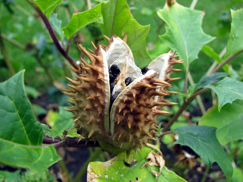 Large Thorn Apple (Datura ferox)