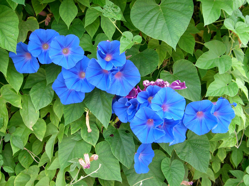 Morning Glory (Ipomoea indica)