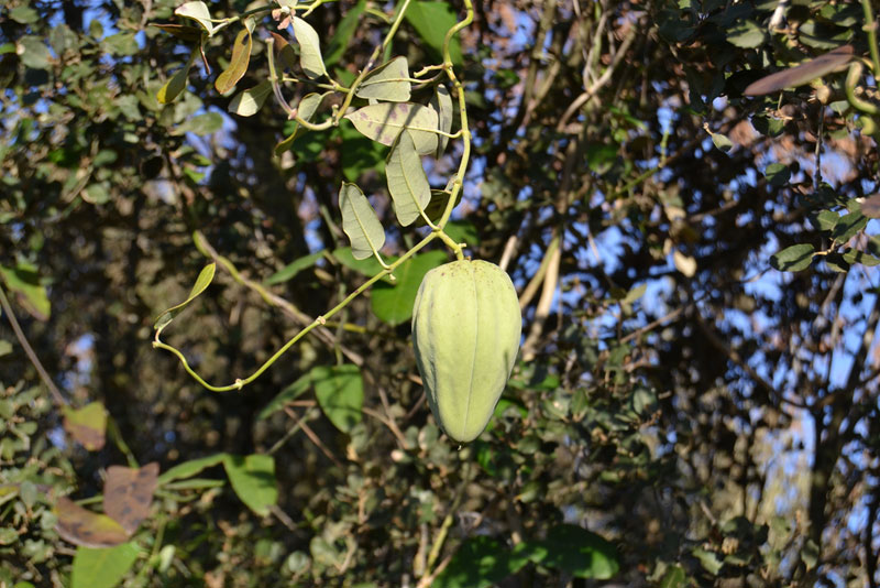 Moth Catcher (Araujia serifera)