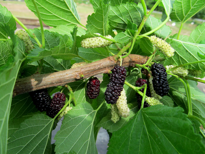 Common Mulberry (Morus alba)