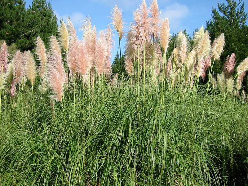 Purple Pampas Grass (Cortaderia jubata)