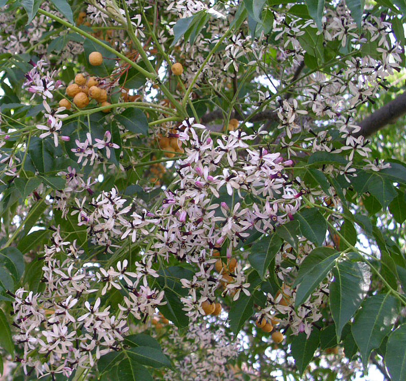 Syringa (Melia azedarach)