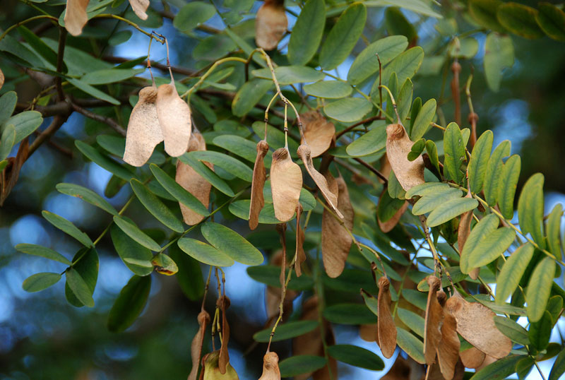 Tipu Tree (Tipuana tipu)