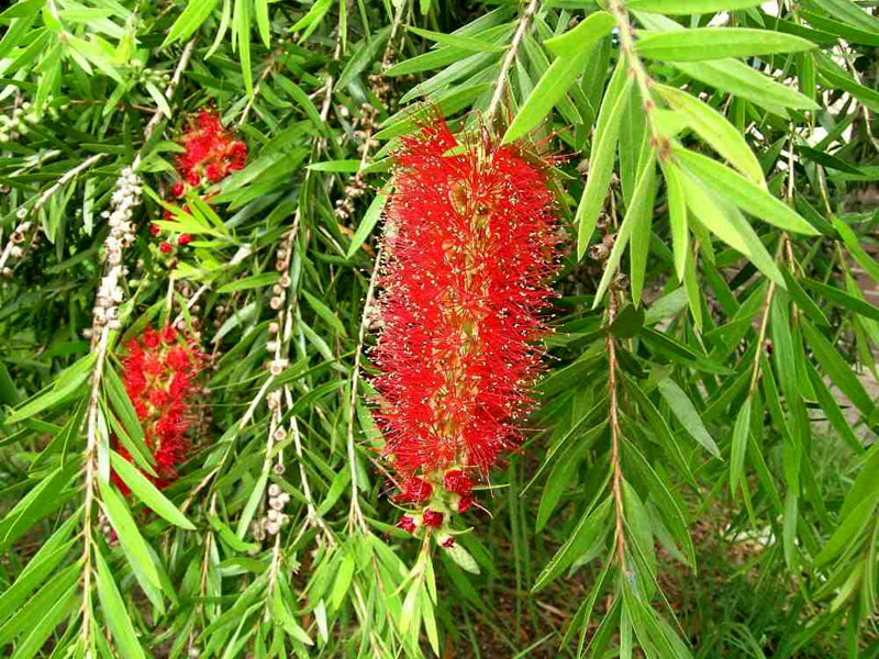 Weeping Bottlebrush (Callistemon viminalis)