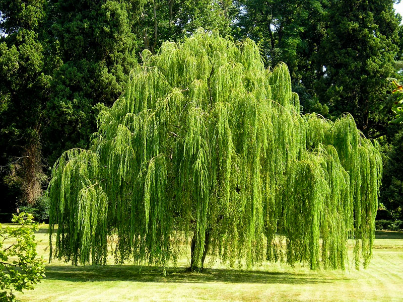 Weeping Willow