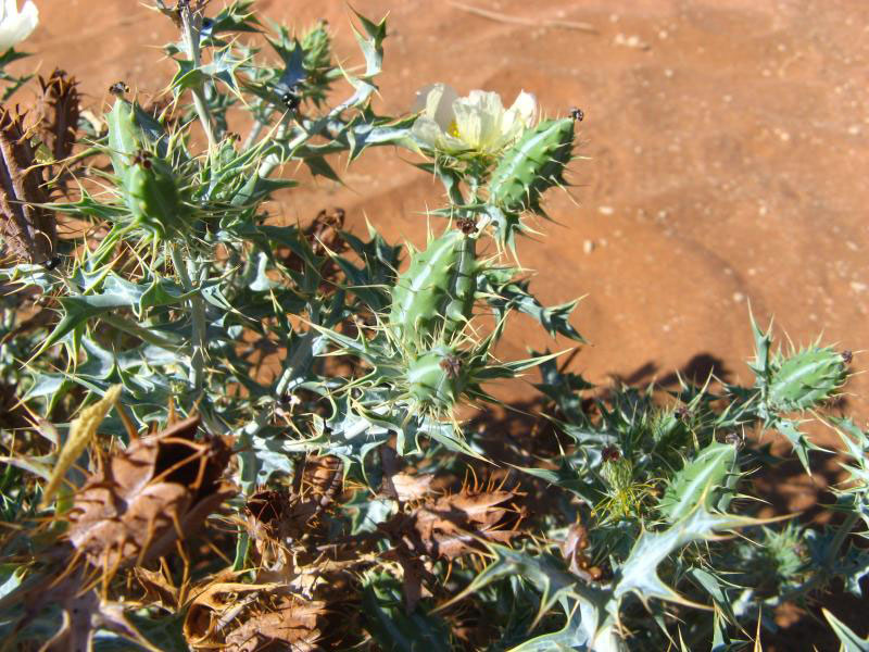 White-flowered Mexican Poppy (Argemone ochroleuca subsp. ochroleuca)