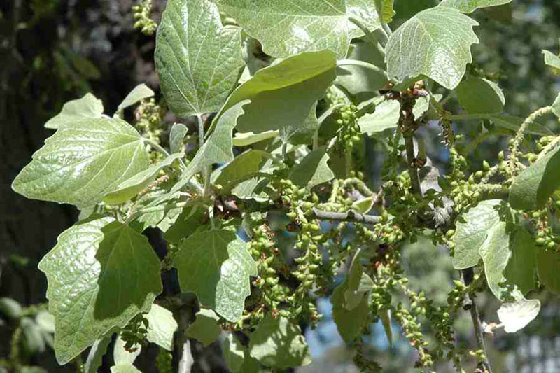 White Poplar (Populus alba)