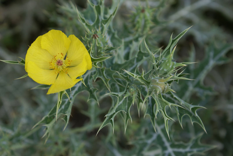 Yellow-flowered Mexican Poppy
