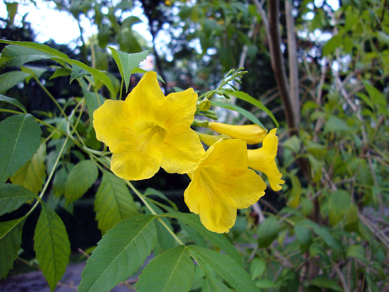 Yellow Bells