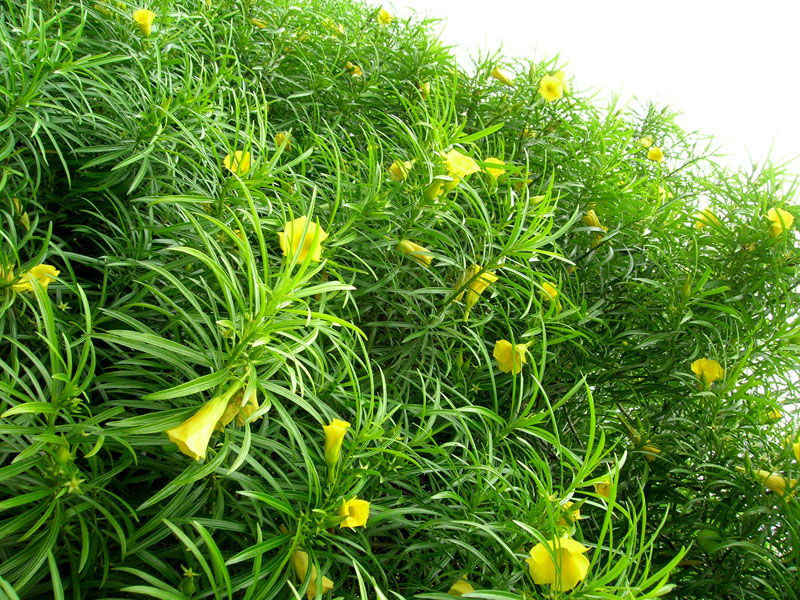 Yellow Oleander (Thevetia peruviana)