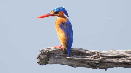 Malachite Kingfisher