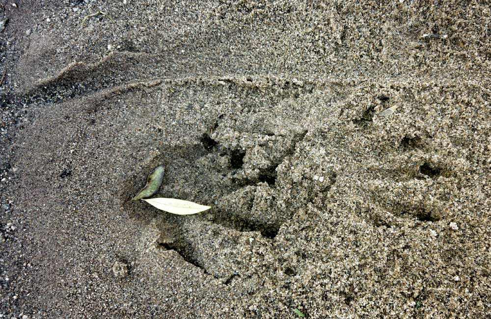 Nile Monitor footprints