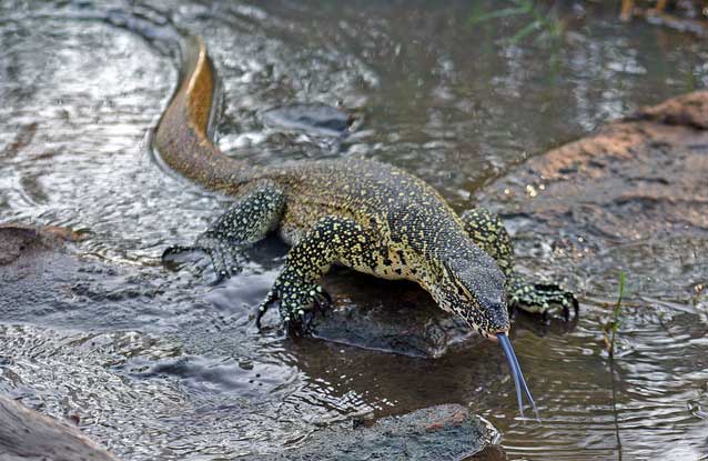 Nile Monitor Lizard